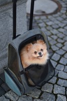 Torba podróżna na kółkach dla psa Vacatio… | poltechparts.pl