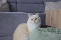 Łóżko Snuggle Anne, zielone, Ø 40 cm, wys… | poltechparts.pl