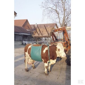 Podnośnik temblakowy dla bydła