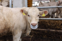 Kółko przeciw samozdajaniu, aluminiowe, Kerbl