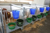 Wiadro do pojenia cieląt, "Food Safe", ze skalą, 8 l, transparentne, niebieskie, Kerbl
