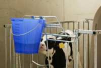 Wiadro do pojenia cieląt, "Food Safe", ze skalą, 8 l, transparentne, niebieskie, Kerbl