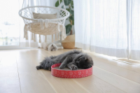 Drapak dla kota Circle, tekturowy, 5,5 cm, średnica 34 cm, różowy, Kerbl
