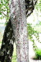 Lep na muchy w rolce, 10 m x 25 cm, CIT