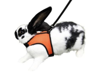 Szelki dla gryzoni ze smyczą Sport, 33 -43 cm, Kerbl