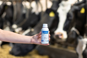Pójło dla krów bezpośrednio po porodzie, LaktaStart® NG, 200 ml, Agrochemica