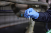 Dreny udrażniające do strzyków, nasączone… | poltechparts.pl