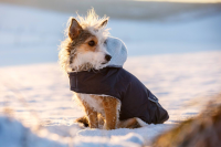Płaszcz dla psa Teddy, 48 cm, Kerbl | poltechparts.pl