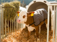 Derka dla cielaka Ripstopp, 70cm, szara,… | poltechparts.pl