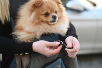 Torba podróżna dla psa Vacation, 31 x 24… | poltechparts.pl