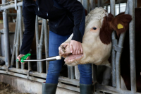 Bolus fosforowy dla krów zagrożonych zale… | poltechparts.pl
