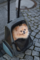 Torba podróżna na kółkach dla psa Vacatio… | poltechparts.pl