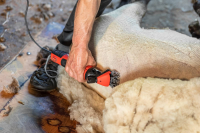 Maszynka do strzyżenia owiec FarmClipper… | poltechparts.pl