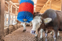 Czochradło automatyczne HAPPYCOW MidiSwin… | poltechparts.pl