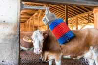 Czochradło automatyczne HAPPYCOW MidiSwin… | poltechparts.pl