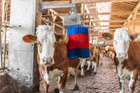 Czochradło automatyczne HAPPYCOW MidiSwin… | poltechparts.pl