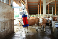 Czochradło automatyczne HAPPYCOW MaxiSwin… | poltechparts.pl