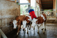 Czochradło automatyczne HAPPYCOW MaxiSwin… | poltechparts.pl