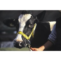 Halter | poltechparts.pl