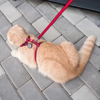 Szelki ze smyczą WAUCAT Nylon «Arbuz» rozm. XS